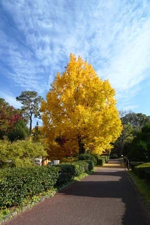 イチョウの黄葉-2（20251127）.jpg