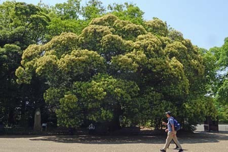 スダジイ-1（20250513）.jpg
