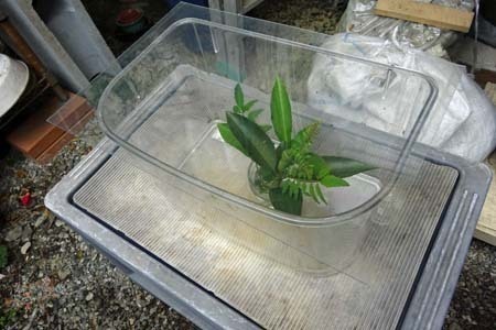 幼虫の飼育-2（20250519）.jpg