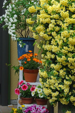 玄関前の花たち-1（20250423）.jpg