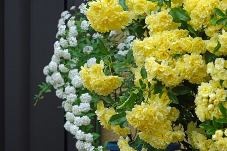 玄関前の花たち-2（20250423）.jpg