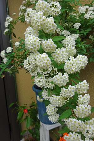 玄関前の花たち-3（20250423）.jpg